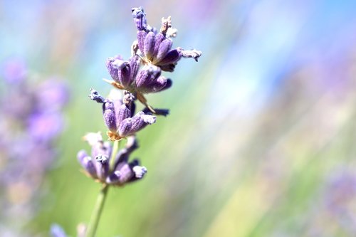 lavender  flower  blossom