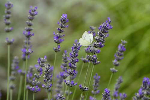 lavender  flower  butterfly