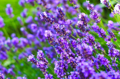 lavender  garden  flowers