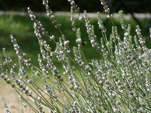 lavender  bumblebees  flowers