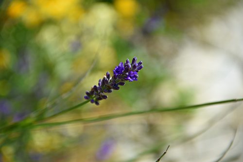 lavender  flower  spring