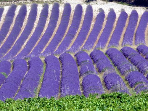 lavender  field  flowers