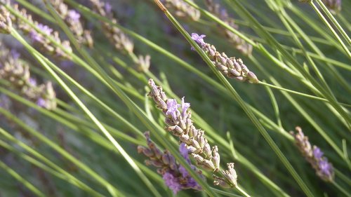 lavender  sun  provence