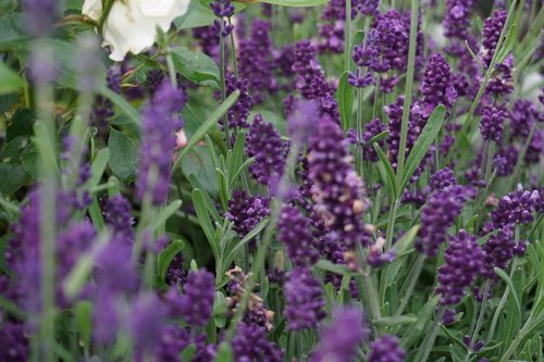 lavender  flower  nature