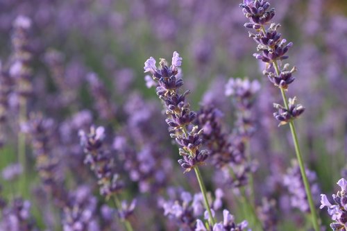 lavender  summer  flowers