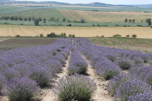 lavender  summer  nature