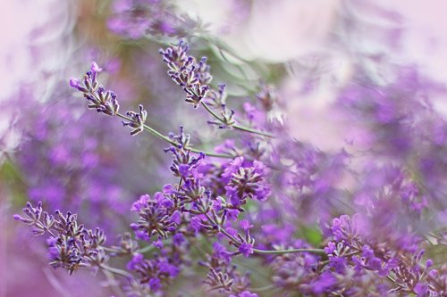 lavender  purple  plant