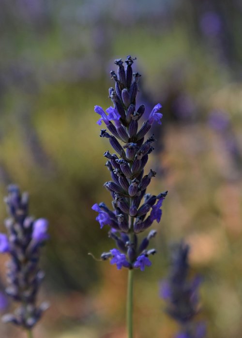 lavender  flower  blossom