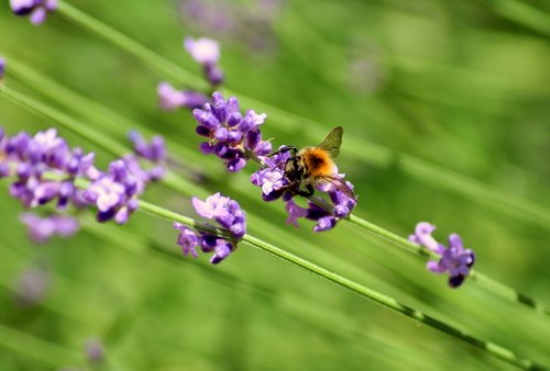 lavender  insect  bee