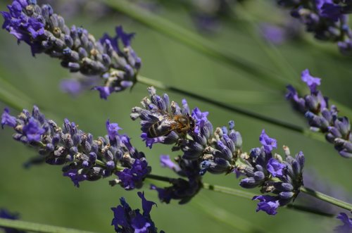 lavender  bee  insect