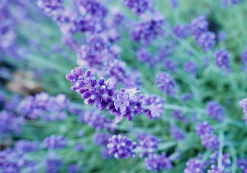 lavender  flower  purple