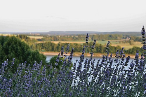 lavender  its  france