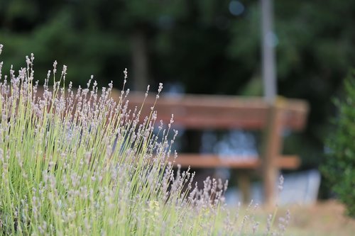 lavender  bench  park
