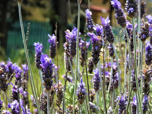 lavender  flowers  plant