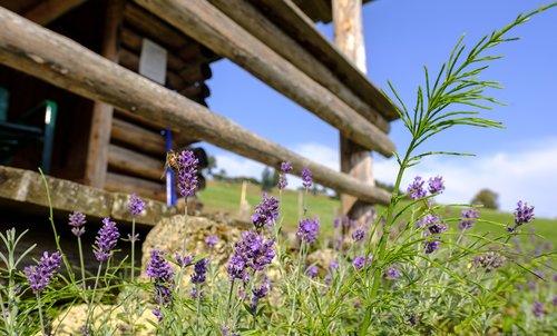 lavender  true lavender  medicinal plant