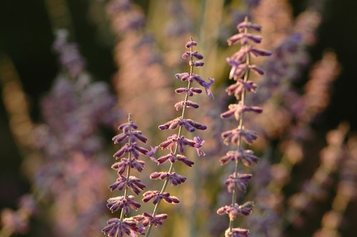 lavender  blossom  bloom