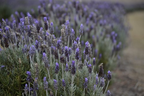lavender  farm  scent