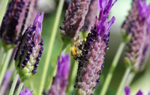 lavender hummel purple