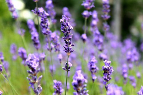 lavender  purple  flowers