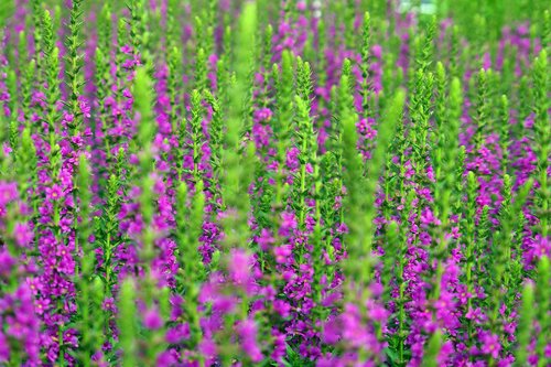 lavender  summer  nature