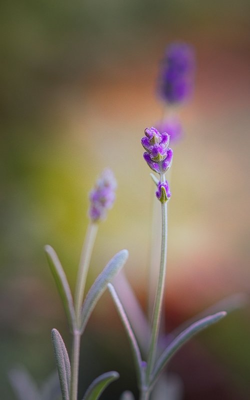 lavender  flower  purple