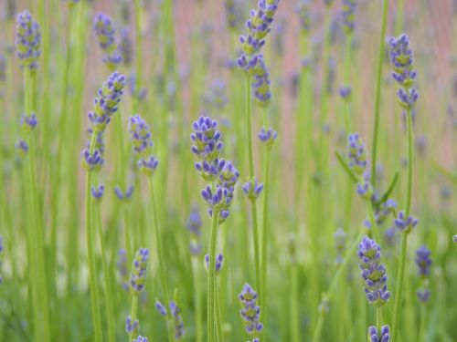 lavender flowers violet