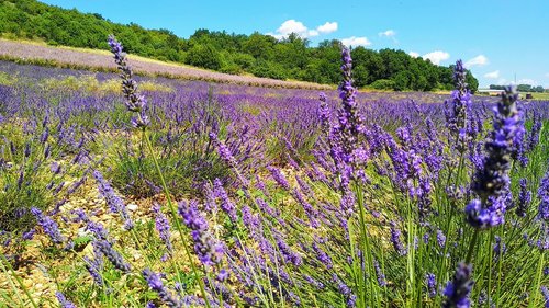 lavender  flower  nature