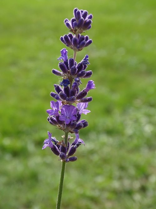 lavender  flower  nature