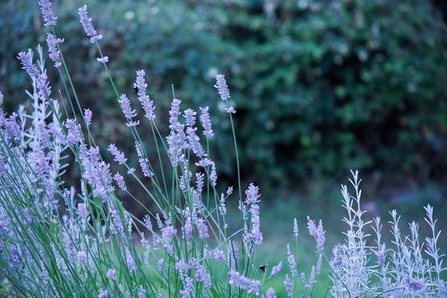 lavender  bee  plant