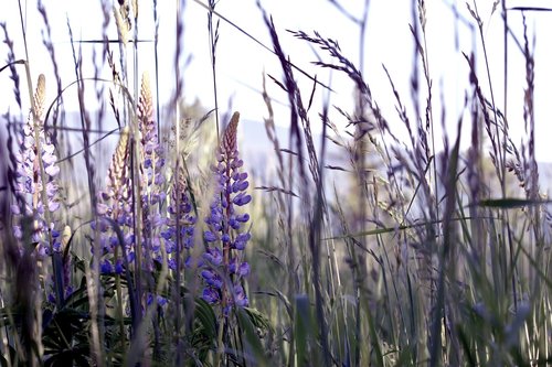 lavender  flower  weed