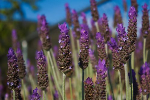 lavender  flowers  plants