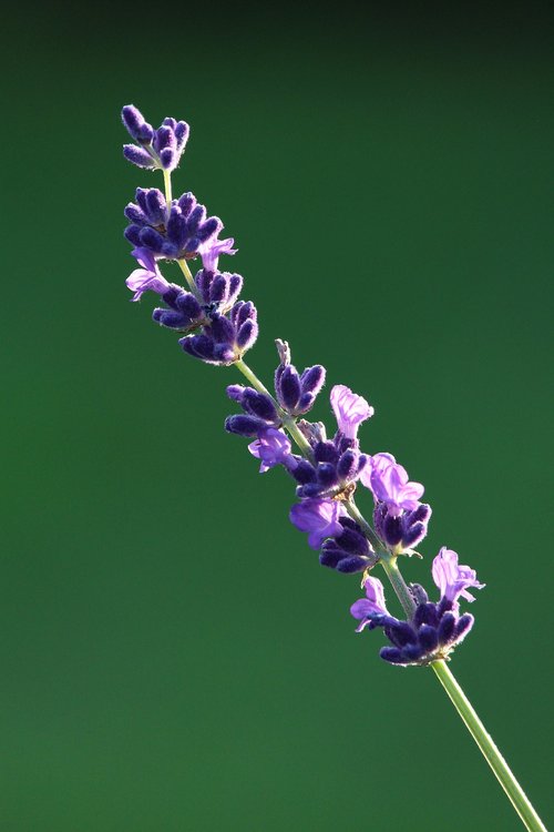 lavender  plant  flowers