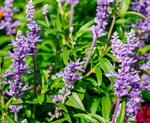 lavender  flowers  nature
