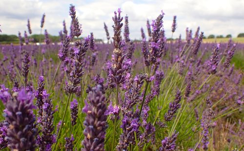 lavender  beautiful  bloom