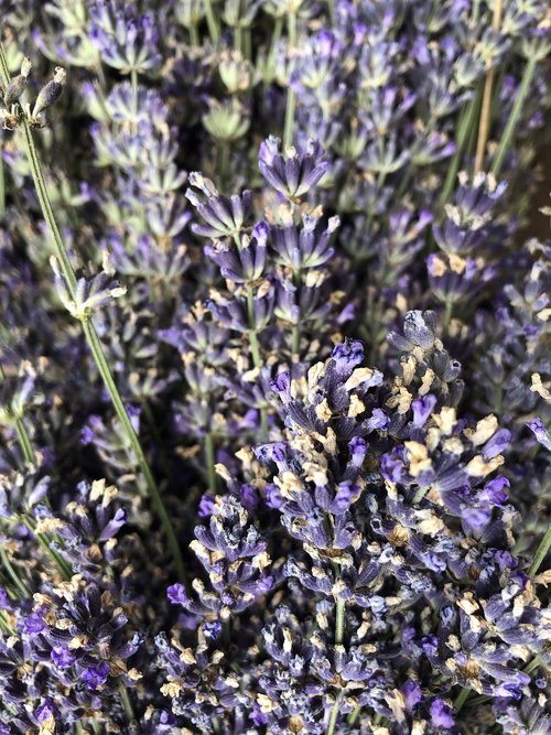 lavender  nature  summer