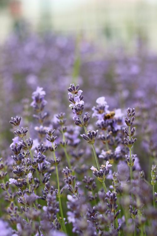 lavender flower purple