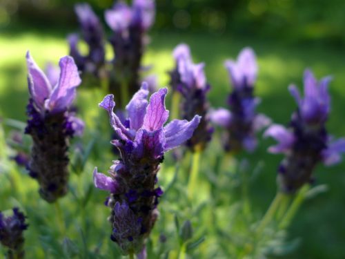 lavender flowers violet