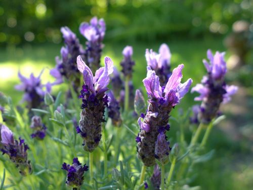 lavender flowers violet