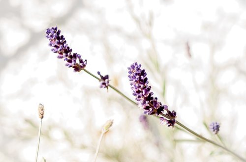 lavender  close up  garden