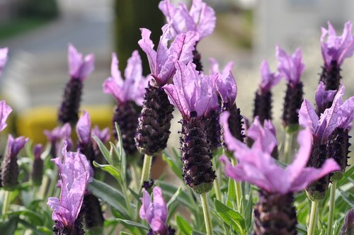 lavender  lavender flowers  flowers