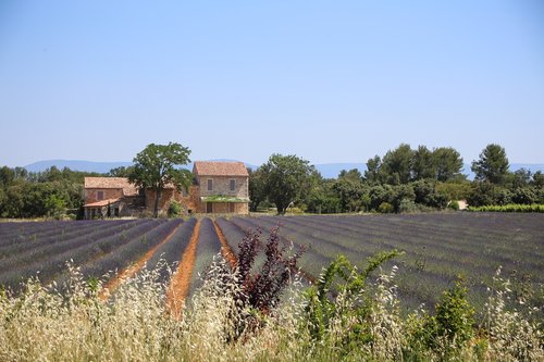 lavender  lavender field  south of france