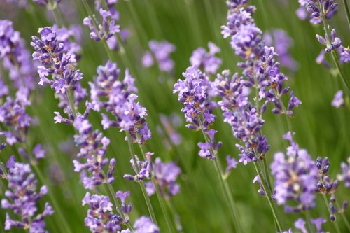 lavender  summer  violet