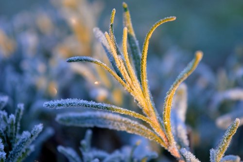 lavender  frost  eiskristalle