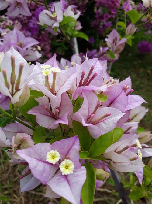 lavender  bougainvillea  flower