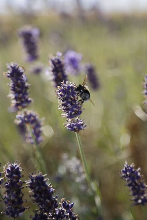 lavender bumblebee summer