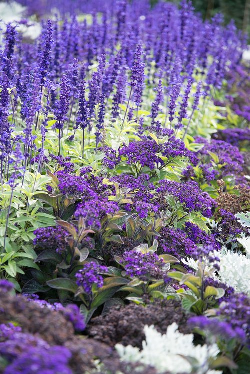 lavender  purple  flowers