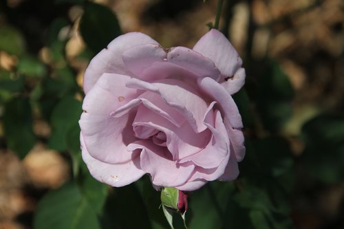 lavender  rose  garden
