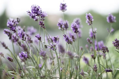 lavender purple lavender flowers