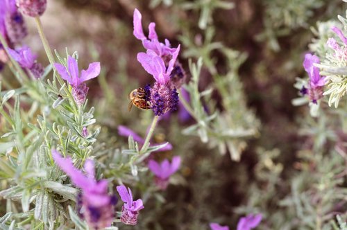 lavender  bee  nature