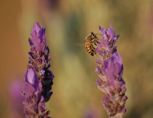 lavender flowers bees
